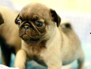 巴哥最新爆料信息网站,揭秘网络热点背后的真相与内幕